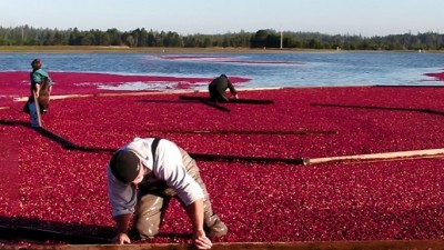 Cranberex brings unique UTH benefits from coastal Oregon cranberries