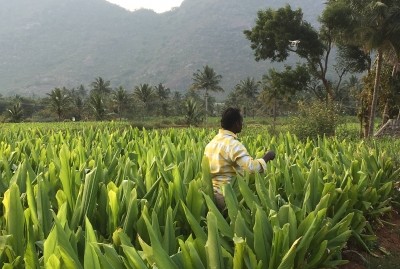 Being transparent about where ingredients come from, such as from a turmeric field like this in southern India, will be a key part of a brand's quality positioning. NutraIngredients-USA photo.