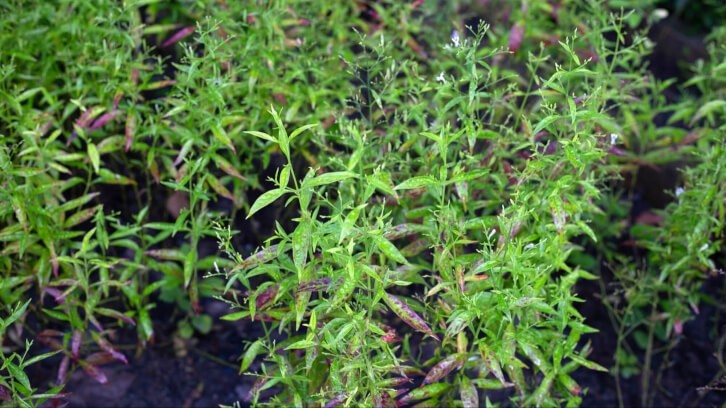 Belgian company Eleonor already has 19 plug-and-play ingredients ready for finished formulations, including a high bioavailability extract of Andrographis paniculate (pictured).   Image © Bowonpat Sakaew / Getty Images